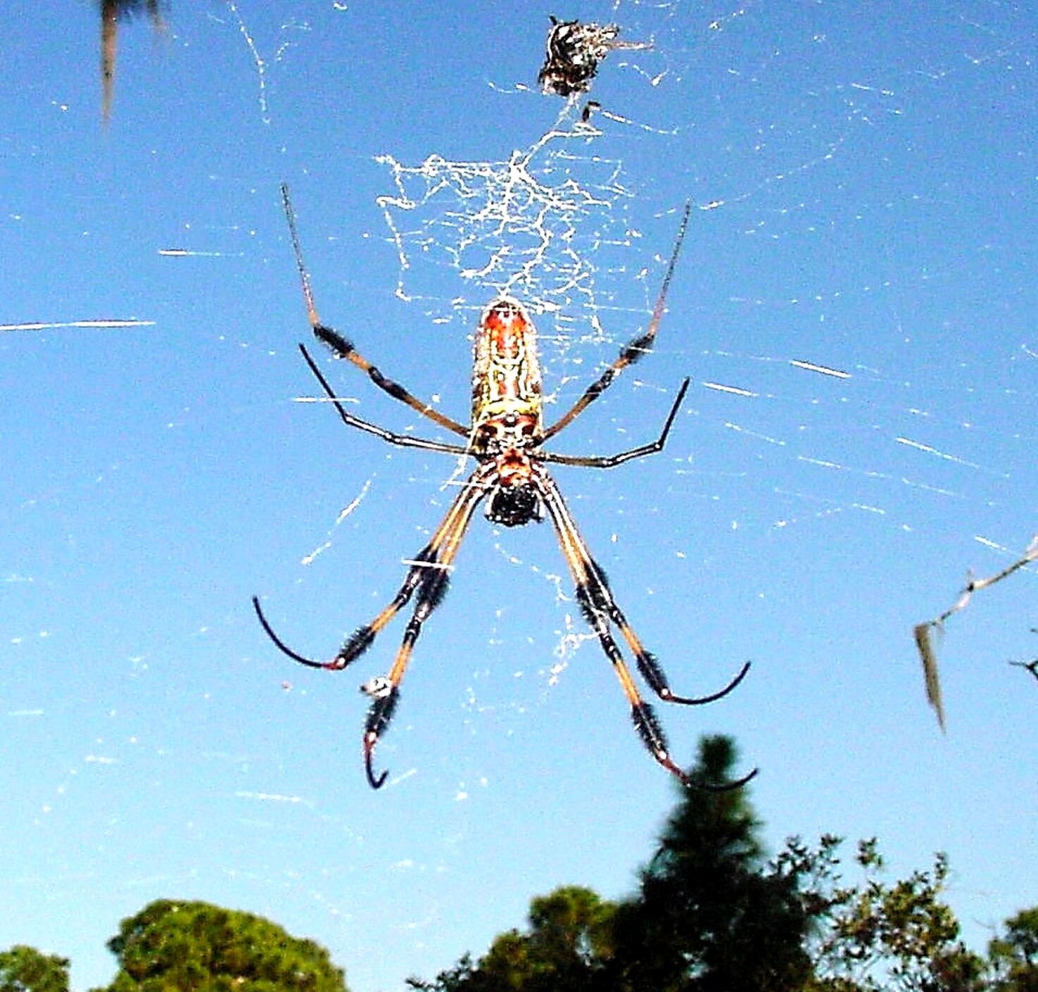 Golden Silk spider against blue sky